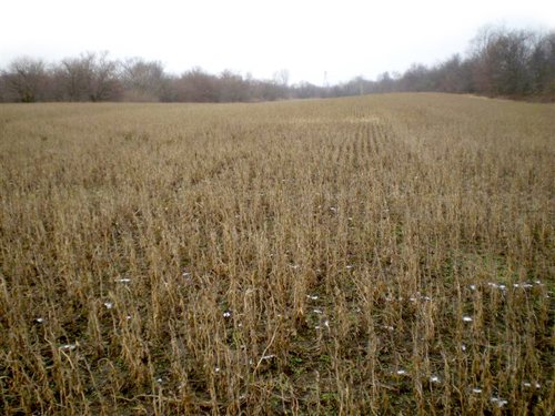 Property photo 4 - 42 Acres Offered in 3 Tracts
